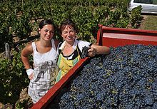 beaujolais pickers
