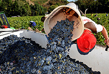 beaujolais pickers